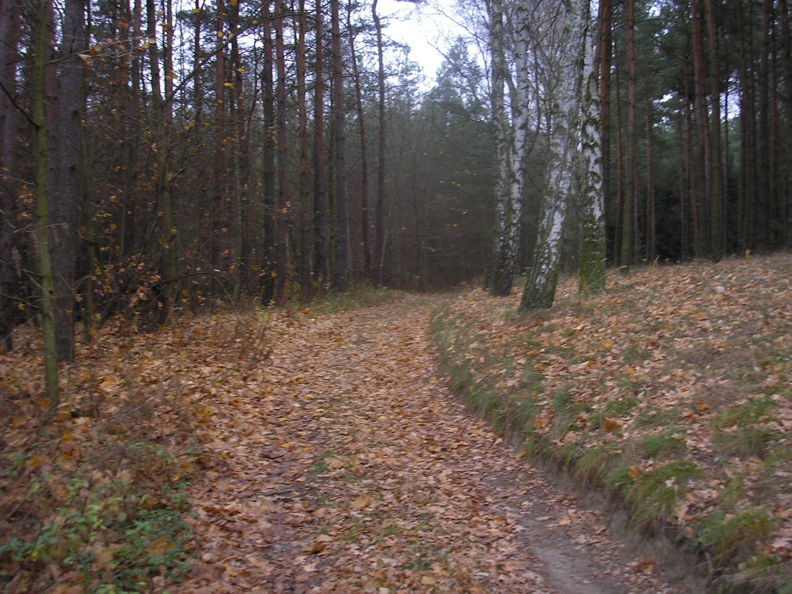 dzialka lesna 42 hektary pod toruniem — zdjęcie 1