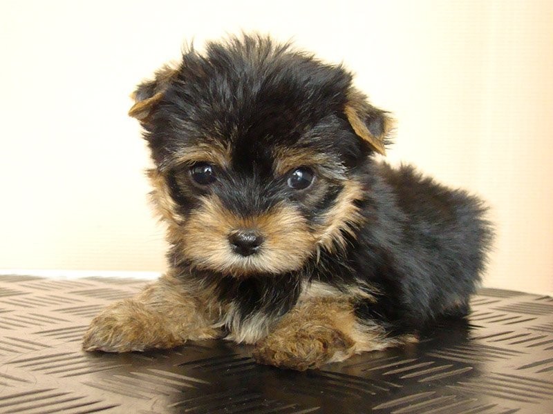 Tiny AKC yorkshire terrierów