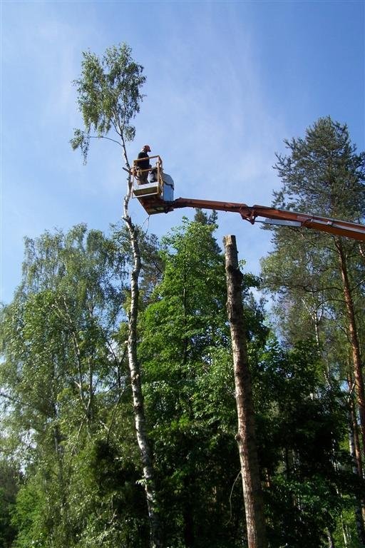 Wycinka drzew ŁÓDŹ porządkowanie terenu F-Vat — zdjęcie 4