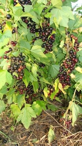 Ukraińskie porzeczki czarne- sadzonki — zdjęcie 1