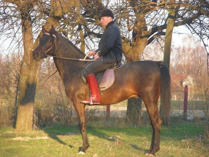 Ogier rasy małopolskiej 5 letni . — zdjęcie 1