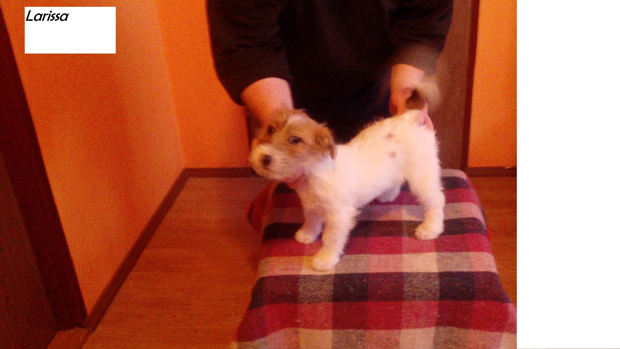Jack Russell Terrier — zdjęcie 4
