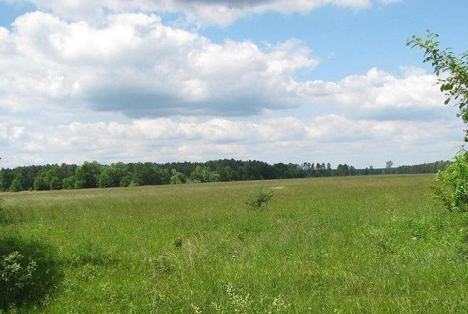 sprzedam łąki 29 ha w pobliżu Zielonej Góry — zdjęcie 3