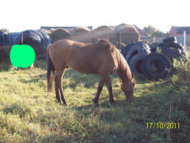 Sprzedam konia kuca 145!!!!! — zdjęcie 5