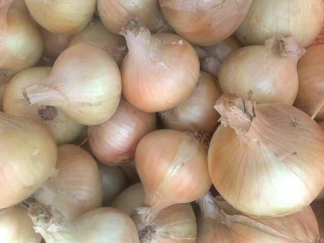 Egyptian onions garlic — zdjęcie 5
