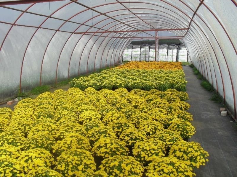 Chryzantemy - Sprzedaż hurtowa - Wielkopolska — zdjęcie 2
