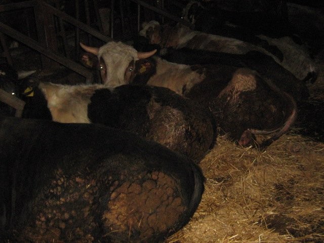 sprzedam byki mięsne w wadze ok 750 kg — zdjęcie 4