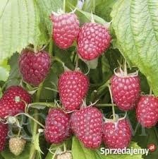 SADZONKI MALIN POLKA  0,80 gr/szt