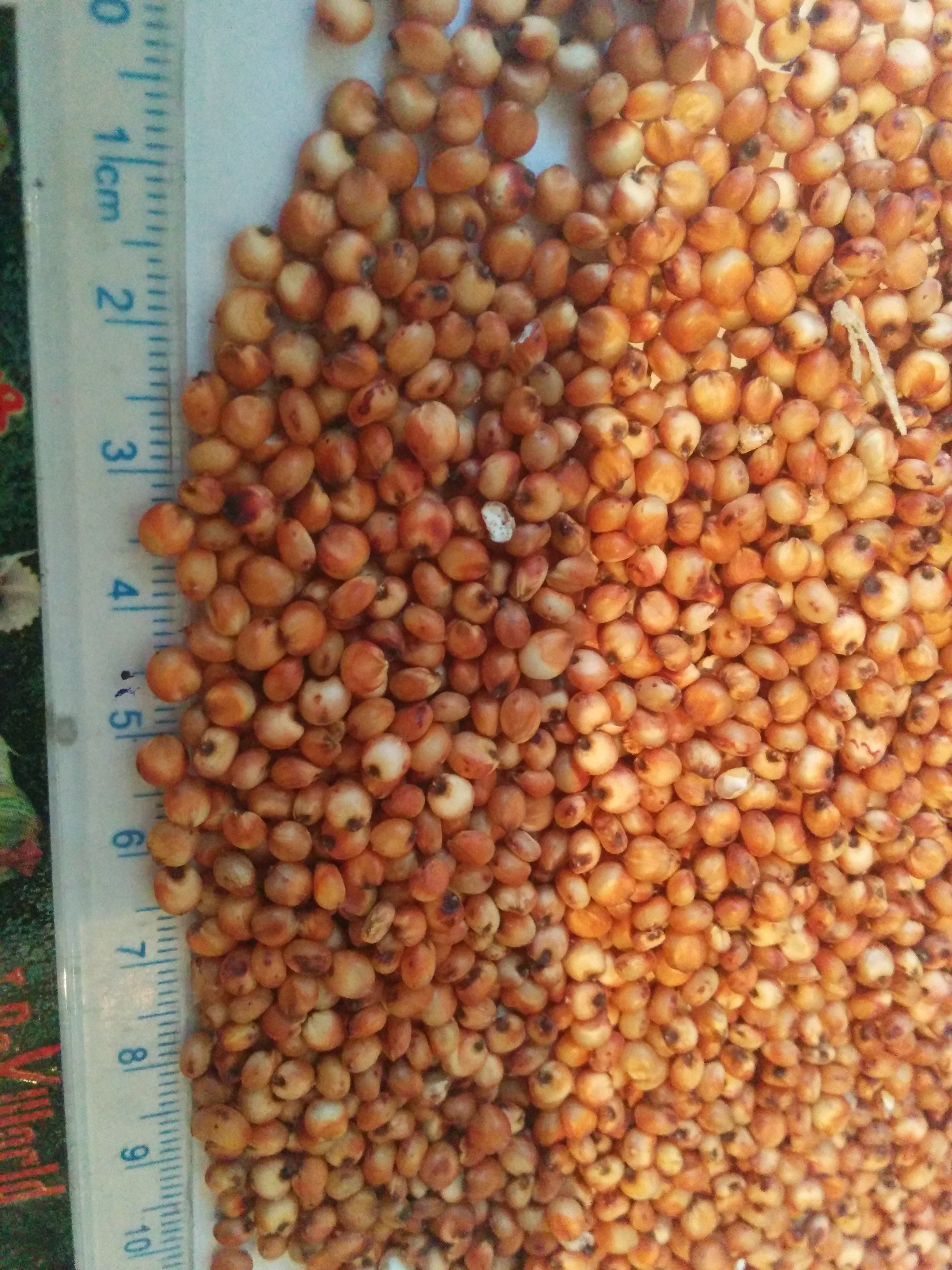 Sorgo czerwone — zdjęcie 4