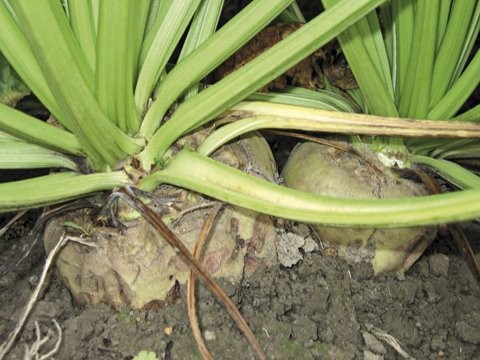 Buraki pastewne