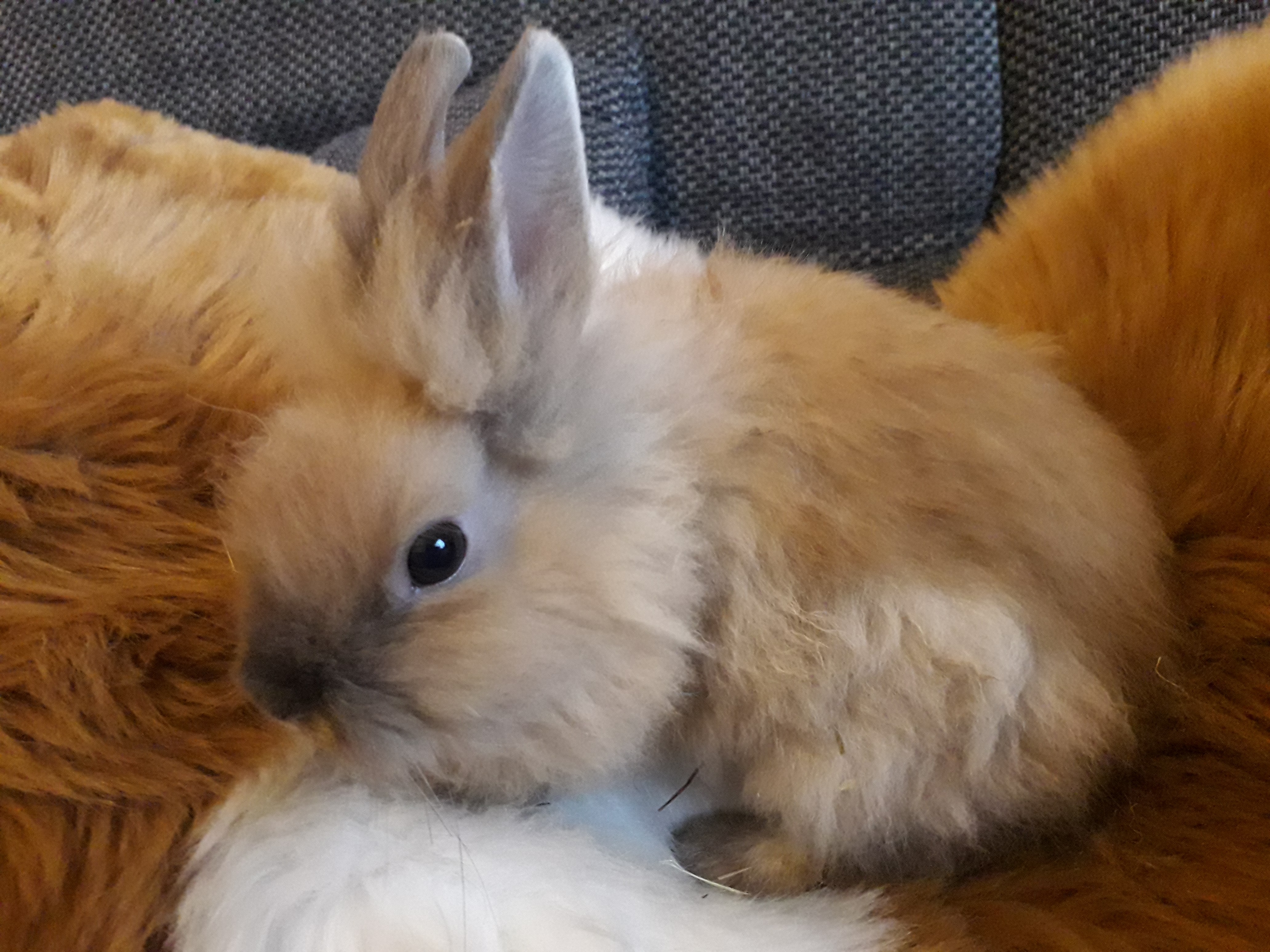króliki miniaturki — zdjęcie 2