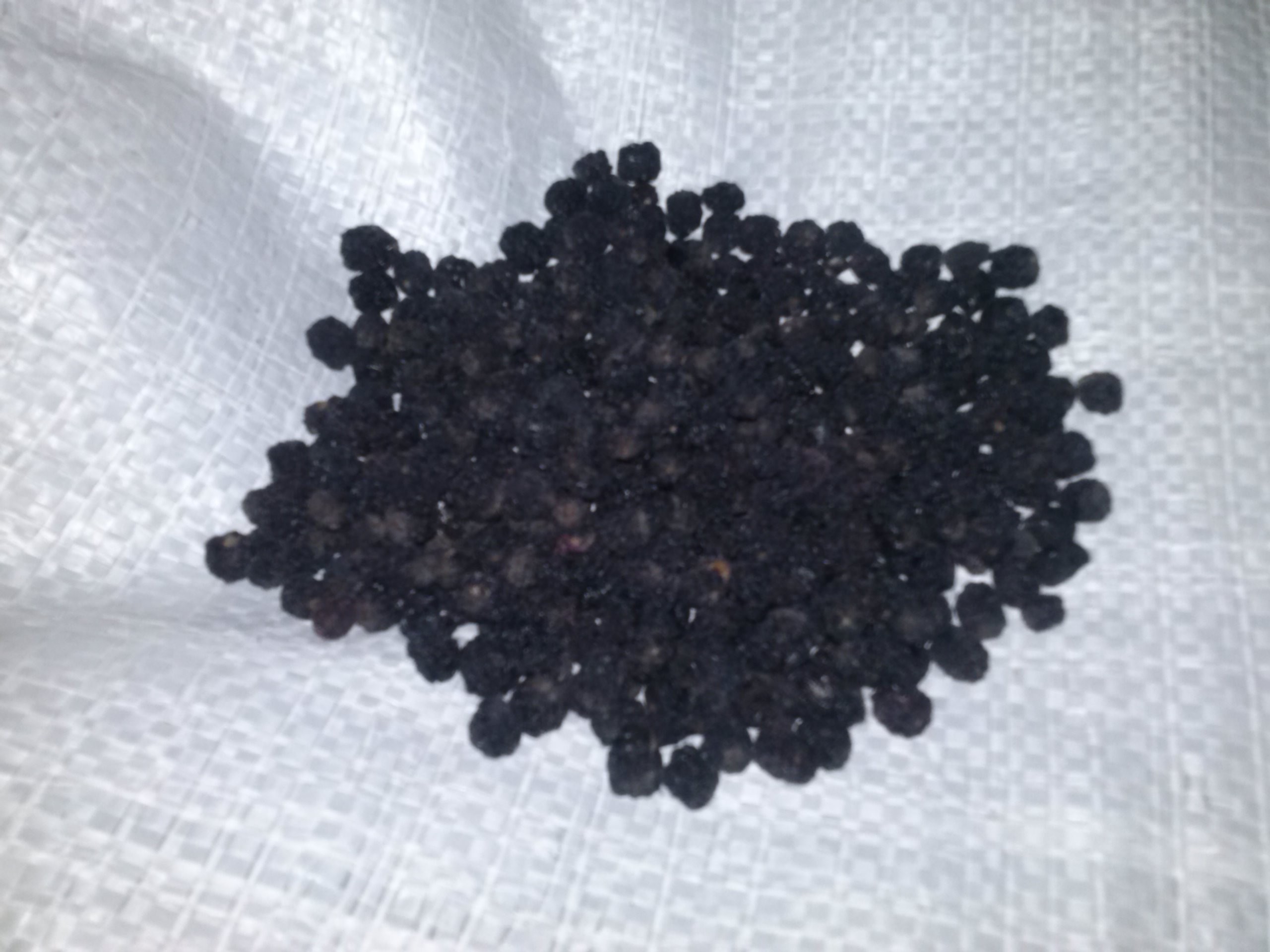 aronia suszone owoce — zdjęcie 1