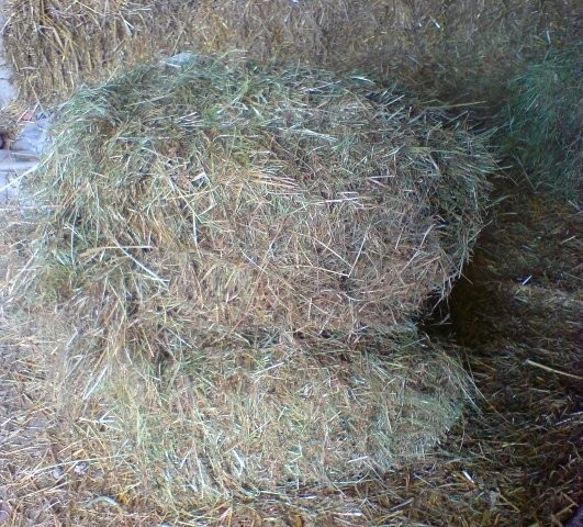 wiosenne siano w kostkach gm. Nowe Miasto n/Pilicą
