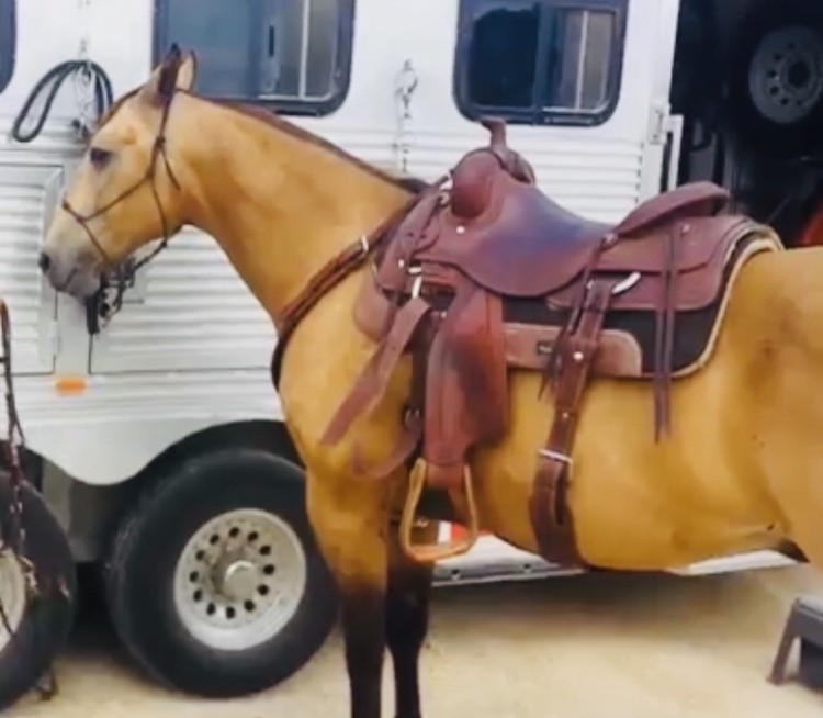 Buckskin čtvrtletí kůň valach   (Stann) je připraven k lepení, úžasný  — zdjęcie 1