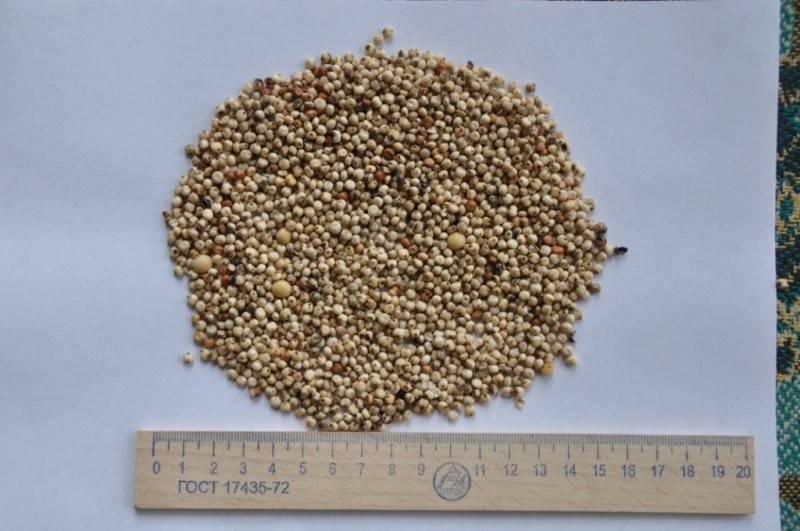 Sprzedam sorgo
