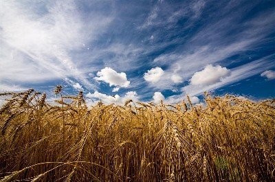 KUPIĘ ŻYTO