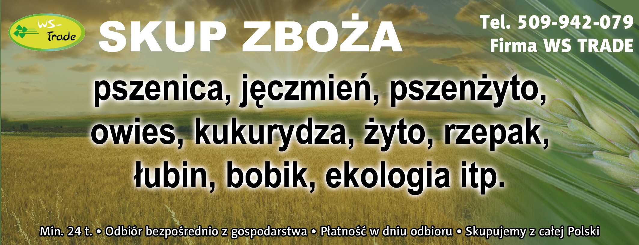 Skup zbóż, min 20t, płacimy w dniu odbioru