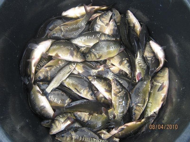 KARP AMUR TOŁPYGA NARYBEK KROCZEK SPRZEDAM ! — zdjęcie 2