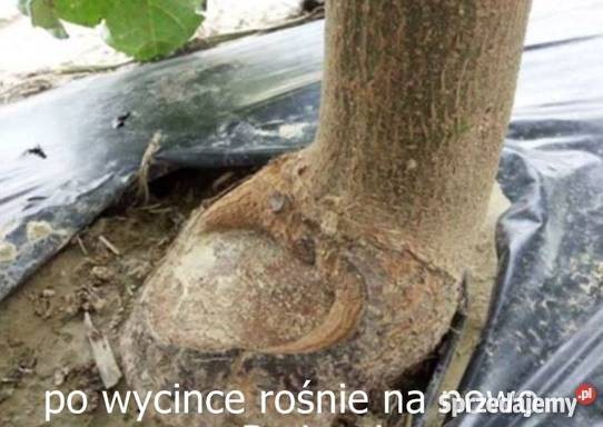 Drzewo Tlenowe — zdjęcie 7