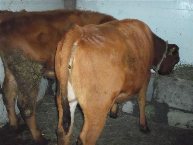 jałoszki — zdjęcie 4
