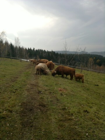 Jałówki i byki rasy Highland Cattle - Bydło Szkockie — zdjęcie 4