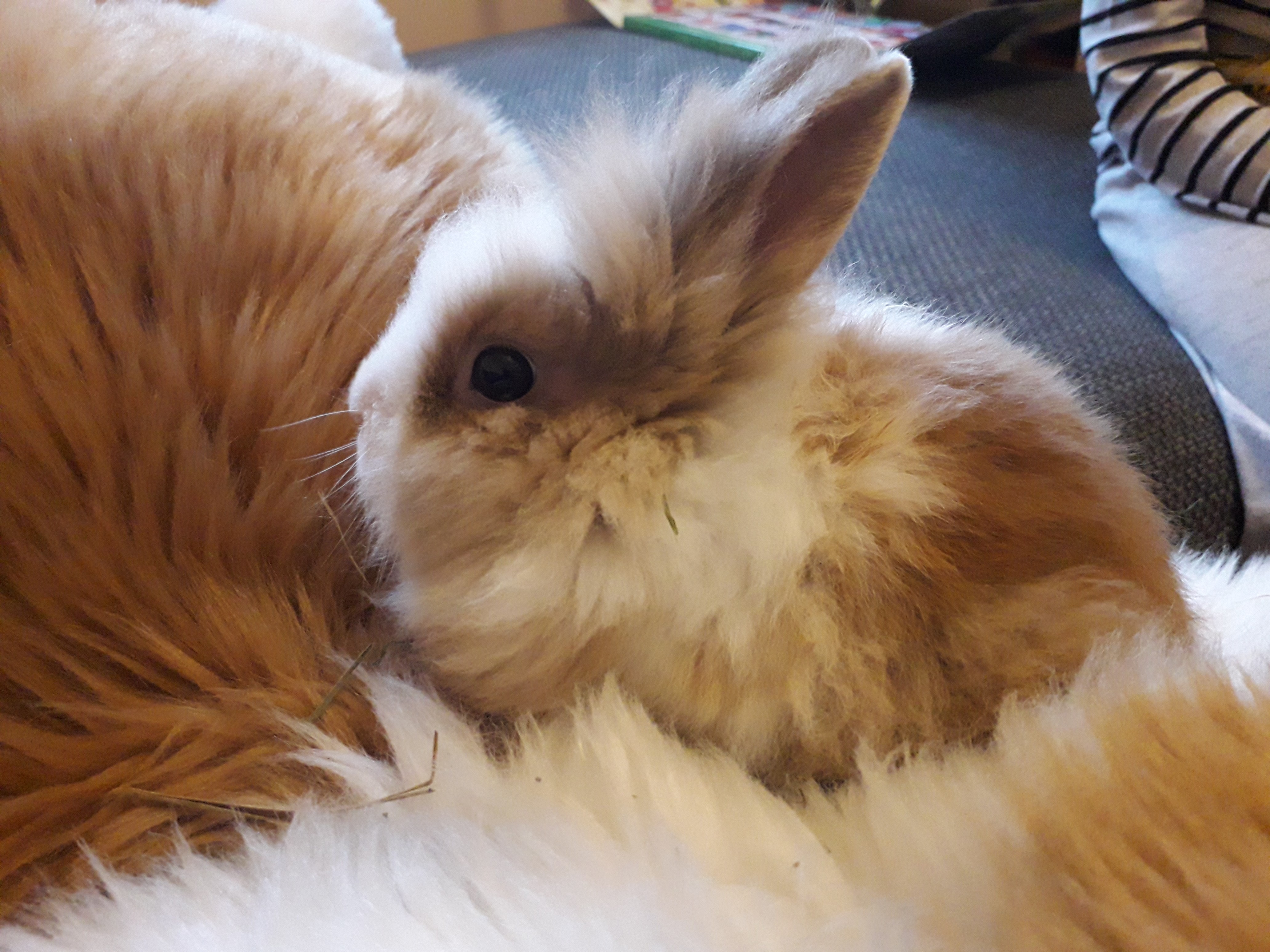 króliki miniaturki — zdjęcie 3