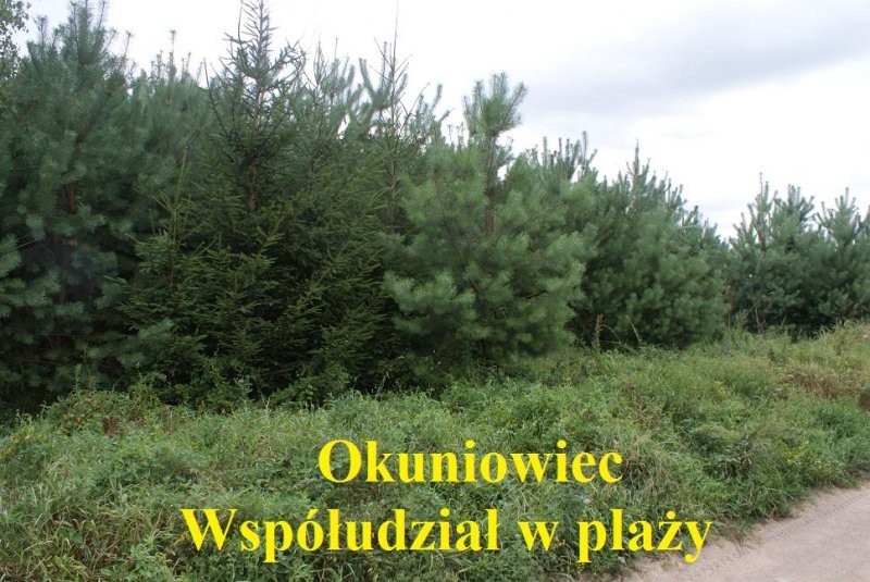 (77) Działka nad jeziorem w Okuniowcu — zdjęcie 3