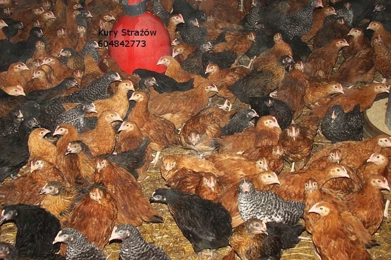 Sprzedam młode kurki nioski