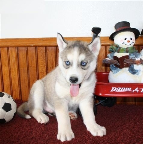 14 Wochen alte Hündin-Siberian Husky
