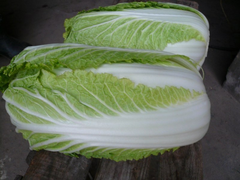 Kapusta pekińska - Sprzedam (0,8-2kg)