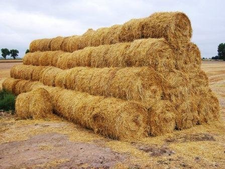 słoma