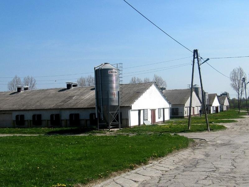 Ferma drobiu — zdjęcie 1