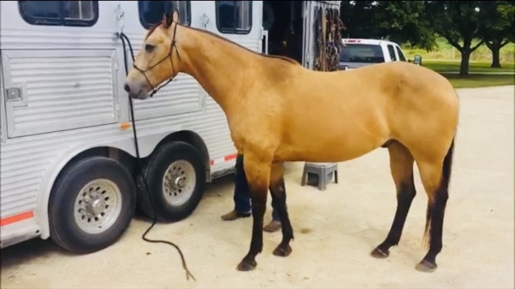 Buckskin čtvrtletí kůň valach   (Stann) je připraven k lepení, úžasný  — zdjęcie 7