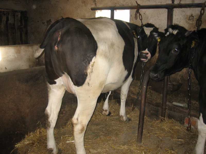 jałówki hodowlane HF - Holstein Friesian — zdjęcie 2
