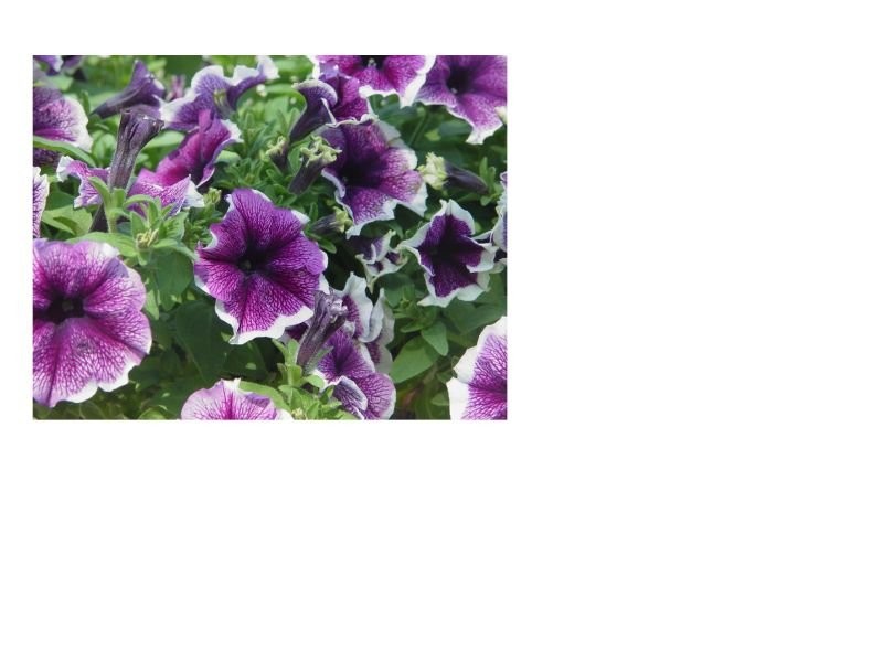 PRYMULA, BRATEK, PELARGONIA, SURFINIA, BEGONIA, NIECIERPEK I WIELE INN — zdjęcie 7