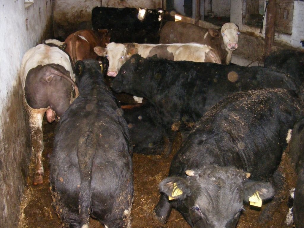 Sprzedam 40 sztuk byków opasówka byk opas — zdjęcie 2