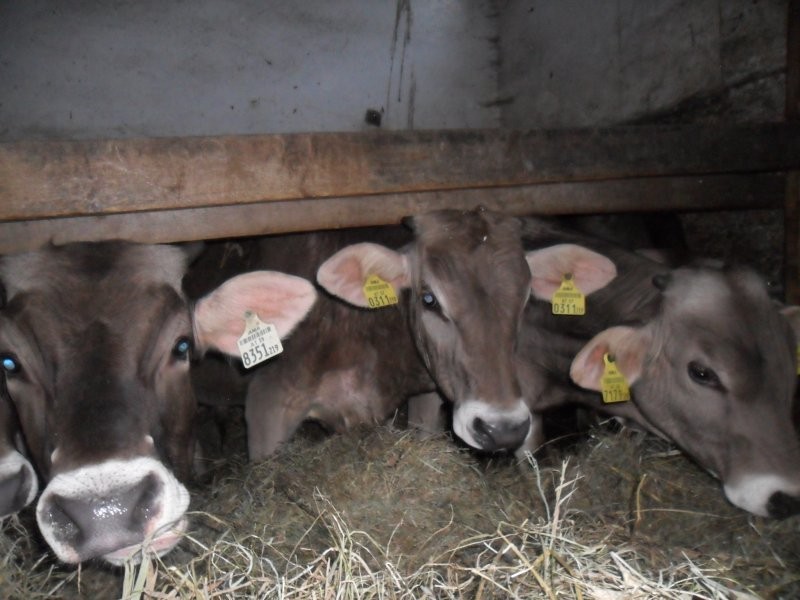 Sprzedam 6 sztuk byczków rasy Brown Swiss — zdjęcie 1
