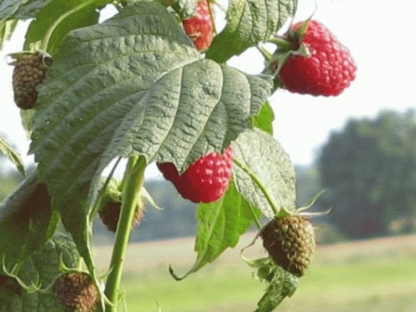 Malina Polana sadzonki licencjonowana szkółka