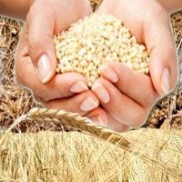 SPRZEDAM PSZENICĘ KONSUMPCYJNĄ 100 TON