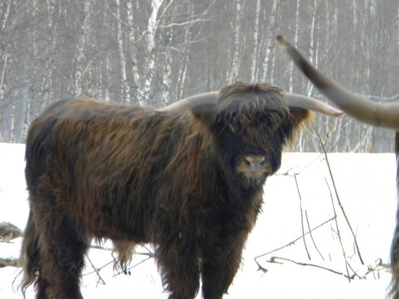 Highland Cattle - bydło szkockie górskie — zdjęcie 3