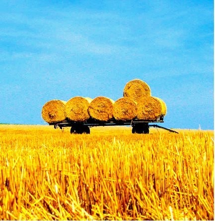 KUPIĘ SŁOMĘ/SIANO OKOL. CZARNKOWA (WIELKOPOLSKIE)