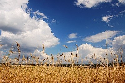 SKUP ZBÓŻ