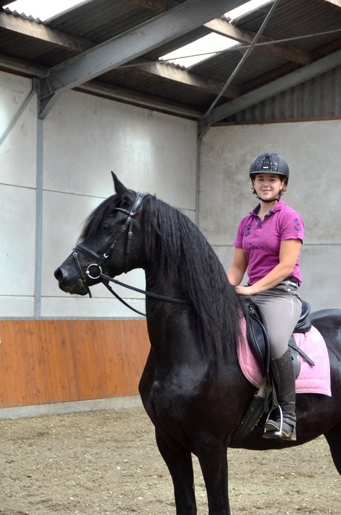 koń friesian na sprzedaż — zdjęcie 3