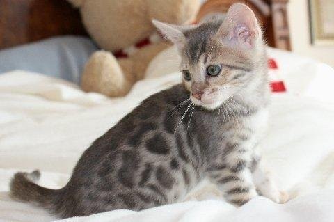 Bengal Katze mit Rosen — zdjęcie 2