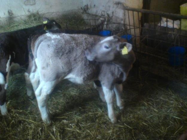 Kupię byczki od 60kg do 80kg cena 13 zł/kg