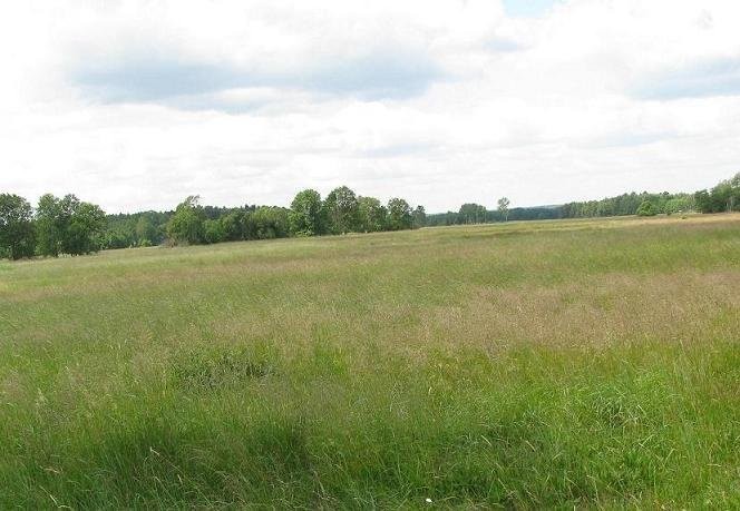 sprzedam łąki 29 ha w pobliżu Zielonej Góry — zdjęcie 6