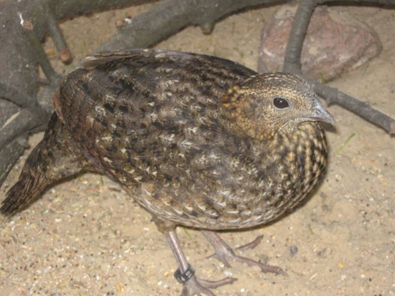 Tragopan tyminek ,karolinki i mandarynki — zdjęcie 1
