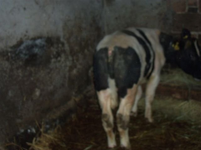 byczek — zdjęcie 2