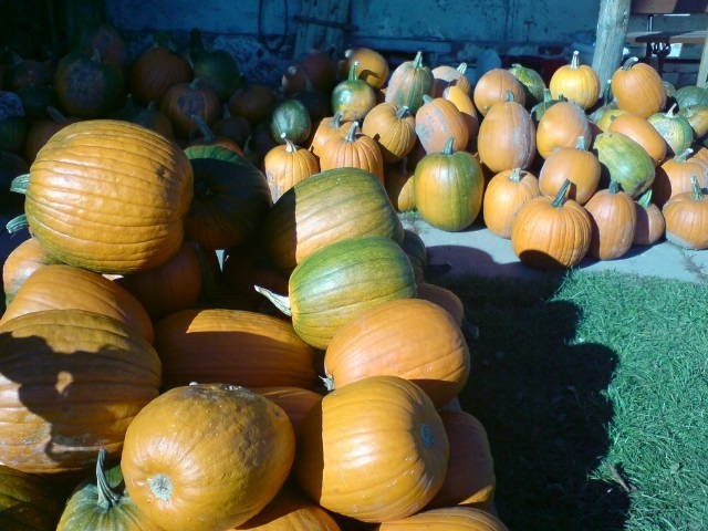 Sprzedam dynię jadalną, dynia jadalna, halloween — zdjęcie 3