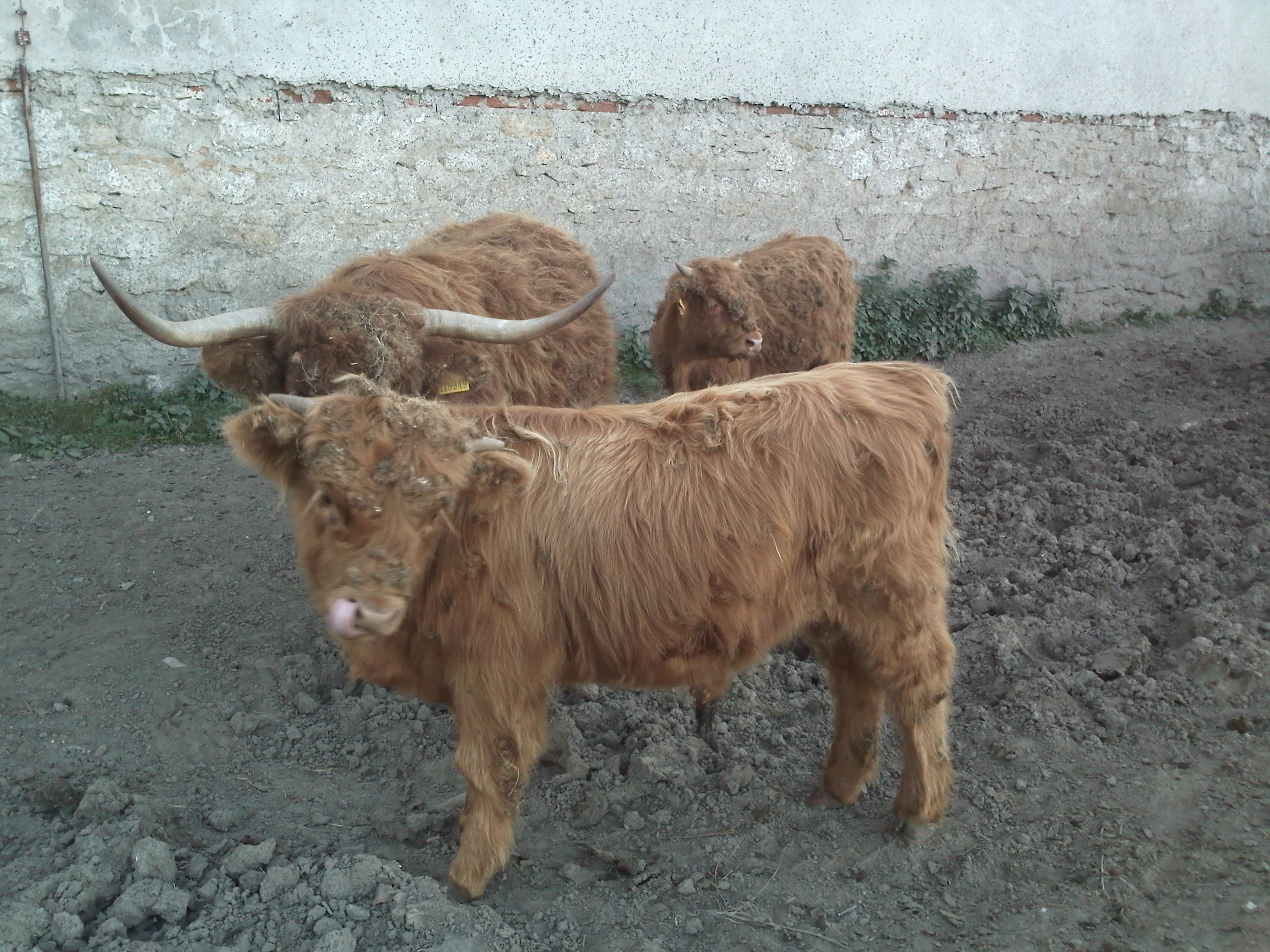 Highland Cattle szkockie jałówki byki cielaki — zdjęcie 2